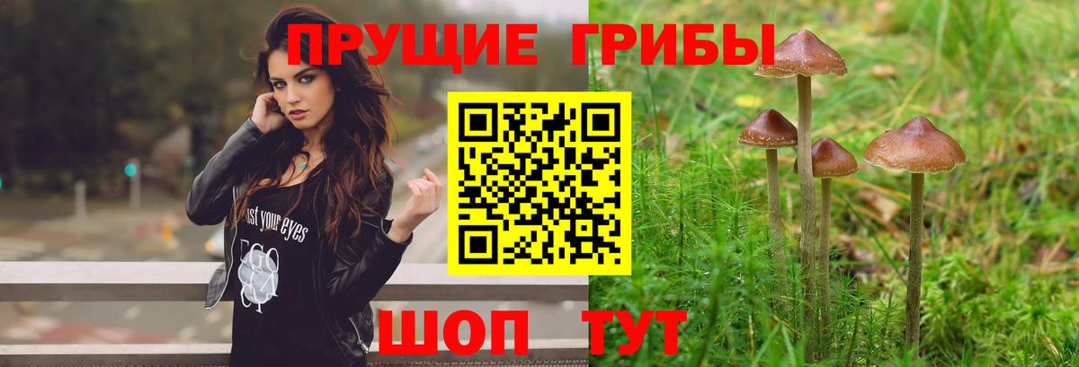 Гурьевск  Галлюциногенные грибы Magic Shrooms  Вход с VPN 