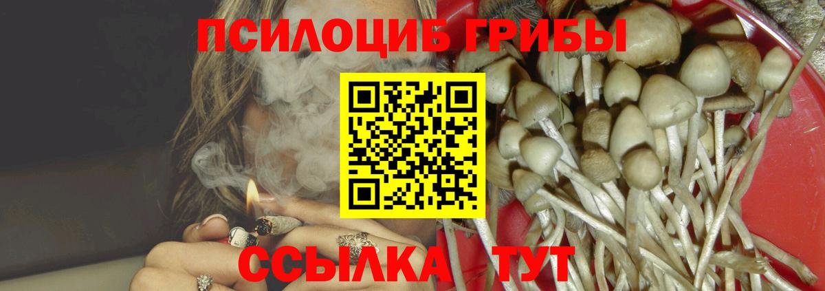 Галлюциногенные грибы Psilocybe Гурьевск